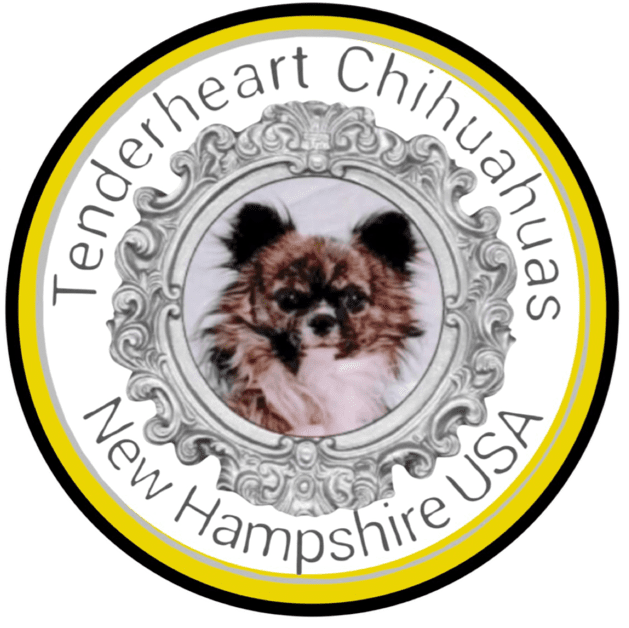New Hampshire Chihuahua design