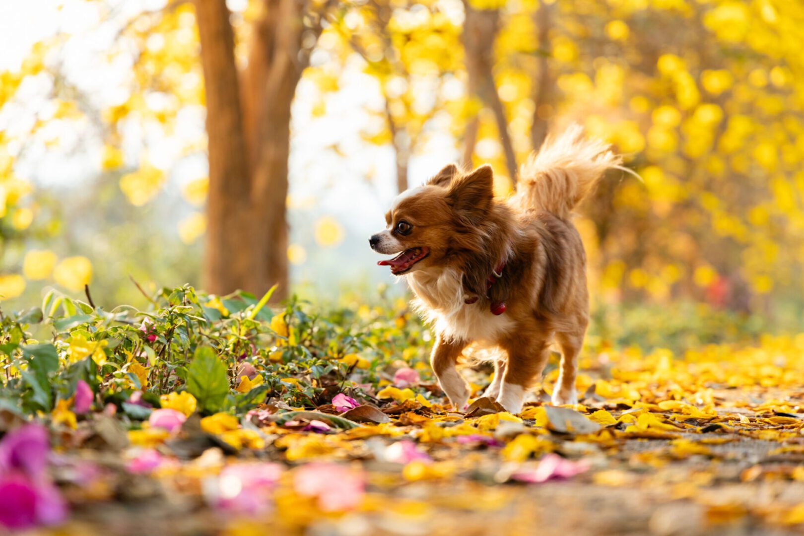 Small dog walking among colorful autumn leaves.