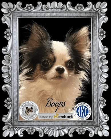 Long-haired Chihuahua portrait