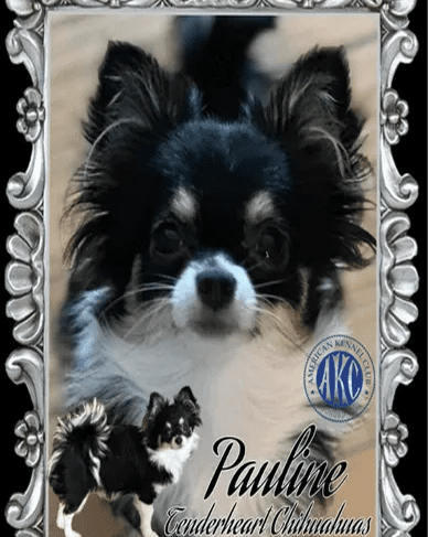 Chihuahua with decorative frame