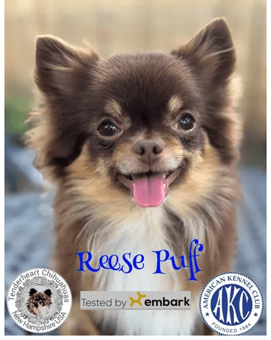 Brown Chihuahua smiling with logos