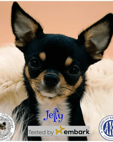 Small black and tan Chihuahua dog portrait