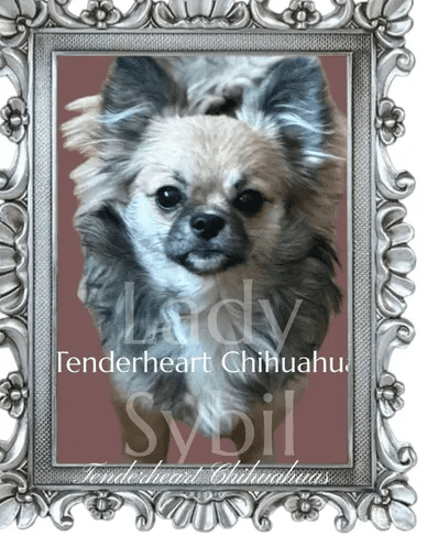 Chihuahua portrait with decorative border