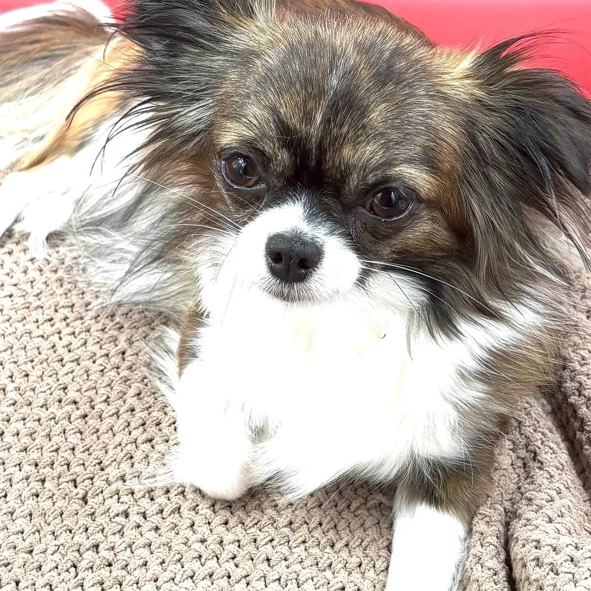 Cute dog relaxing on knitted fabric