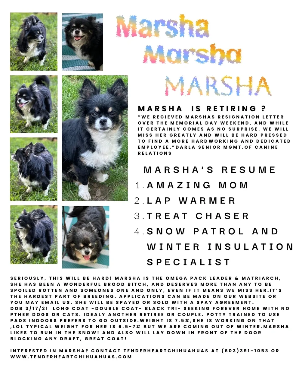 Funny dog resume highlights