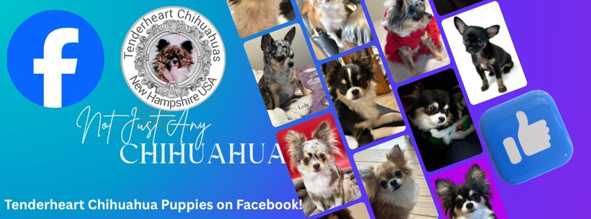 Collage of adorable Chihuahua puppies on a blue background.