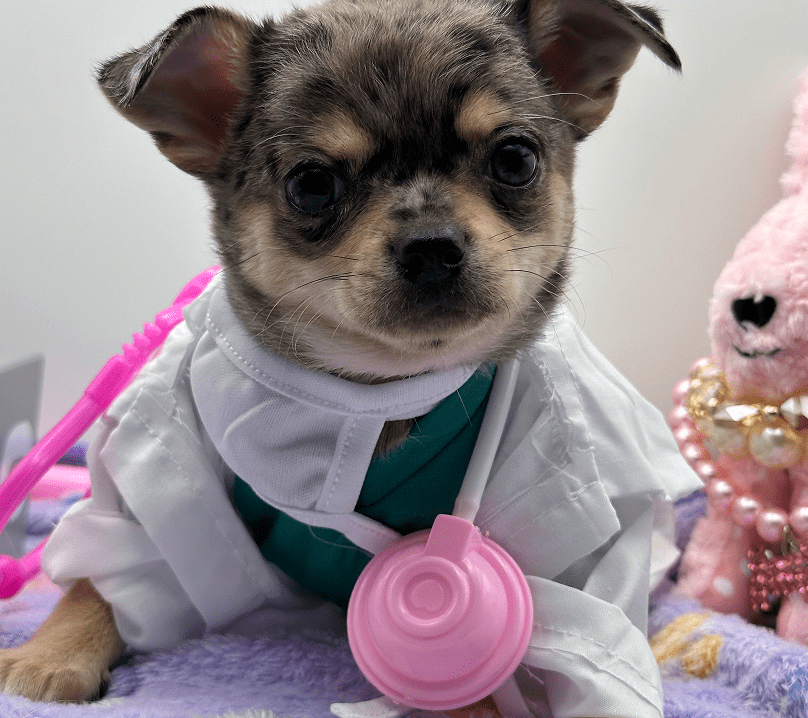 A puppy dressed as a doctor with a stethoscope around its neck.