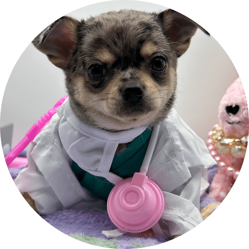 A small dog dressed as a doctor with a stethoscope.
