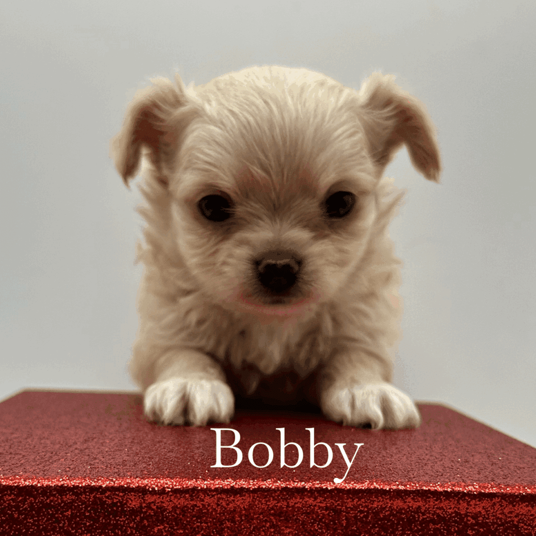 Tiny white puppy named Bobby sitting on a red surface.