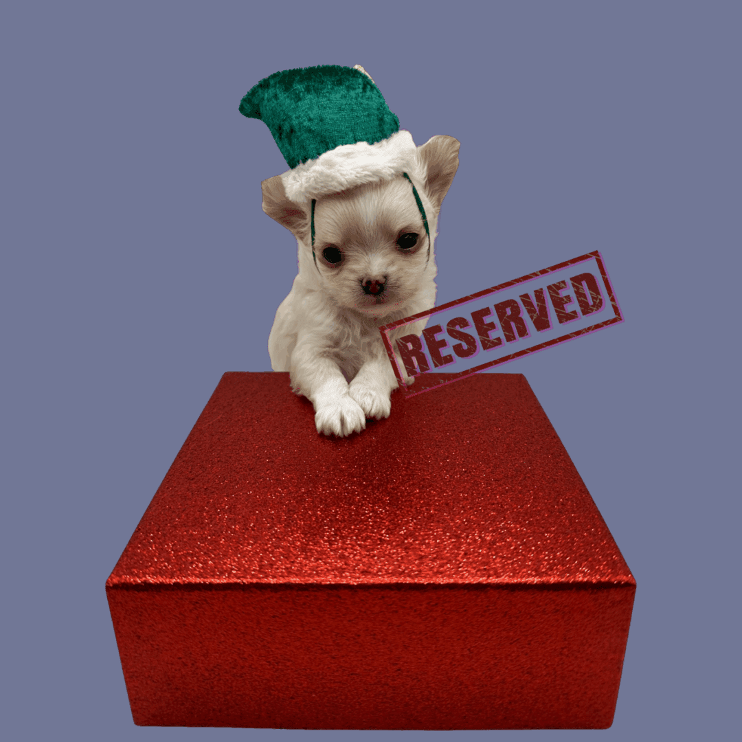 Small dog wearing green elf hat on red gift box labeled Reserved.