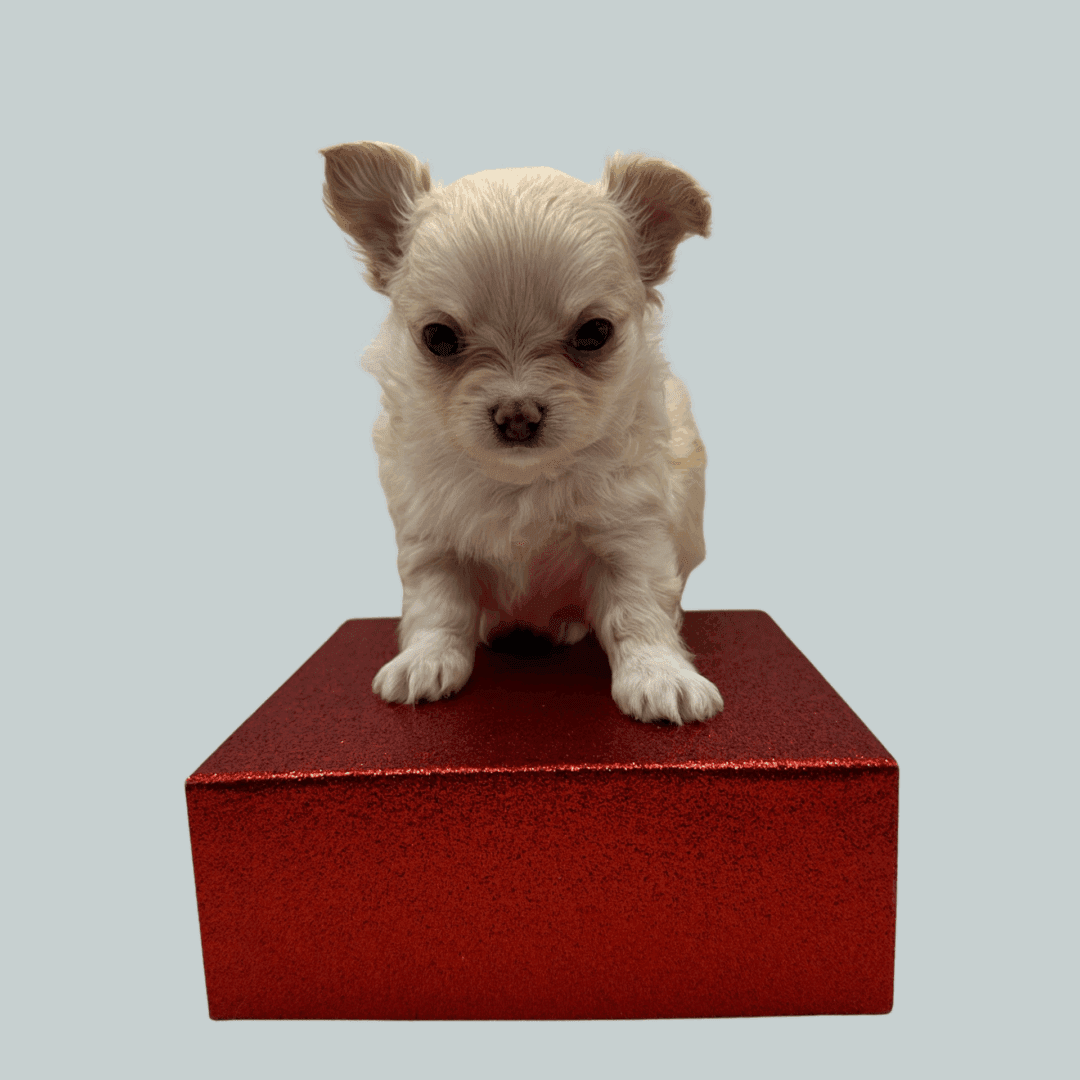 Tiny white puppy standing on a red box against a light background.