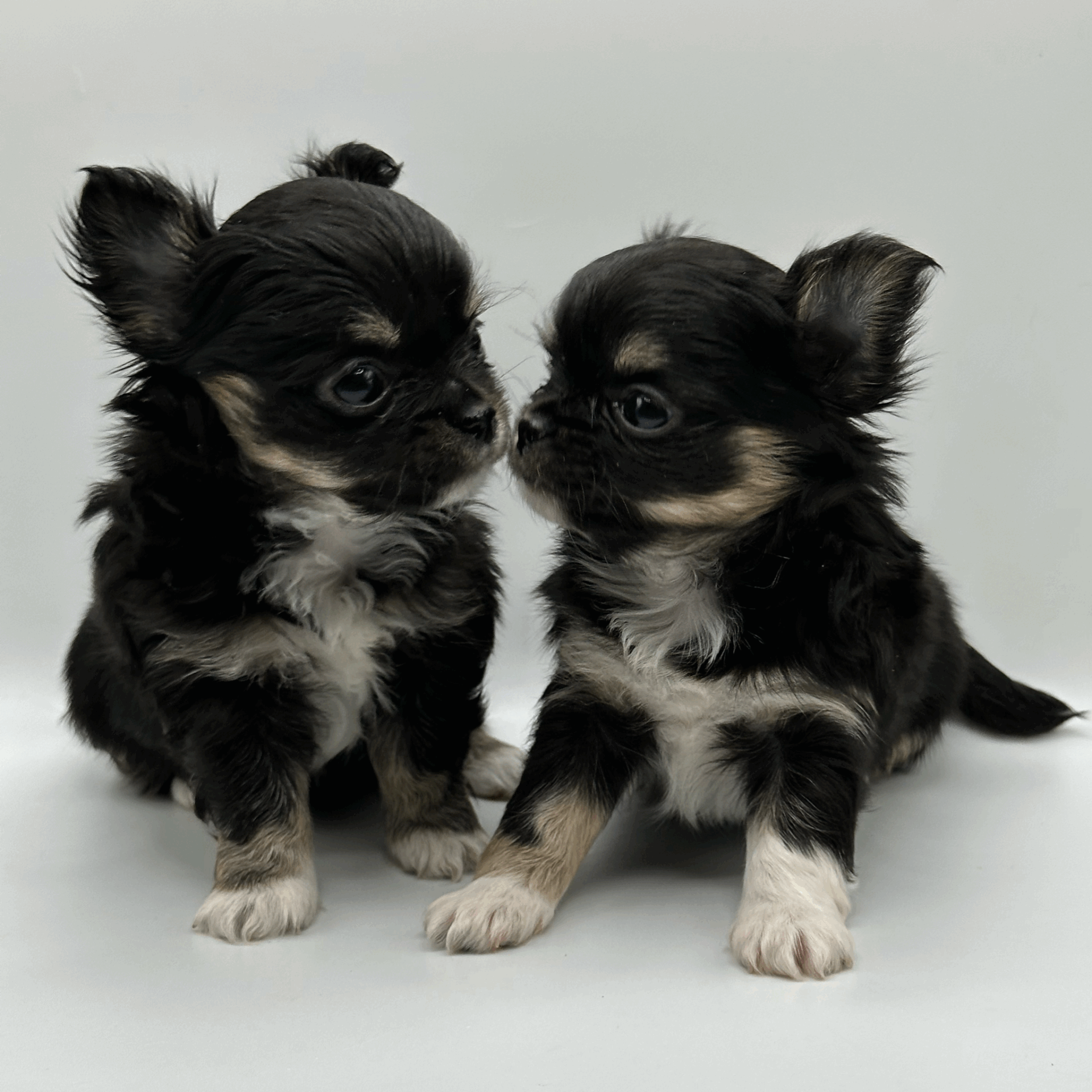 Two adorable black and white Chihuahua puppies sitting together.