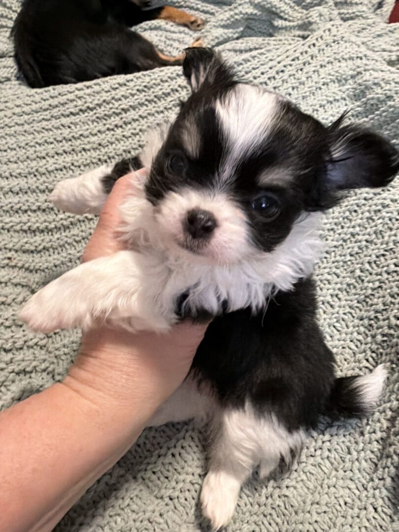 Tiny black and white puppy being held gently in a hand.
