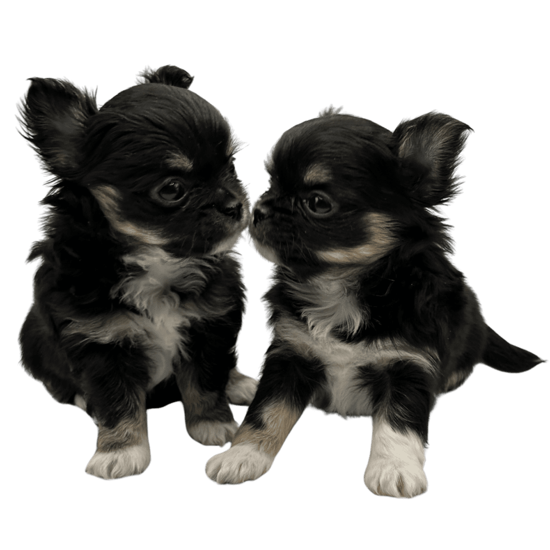 Two adorable black and white Chihuahua puppies sitting close together.