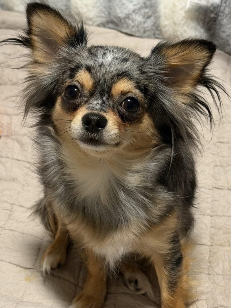 Small fluffy dog with big ears looking at the camera.