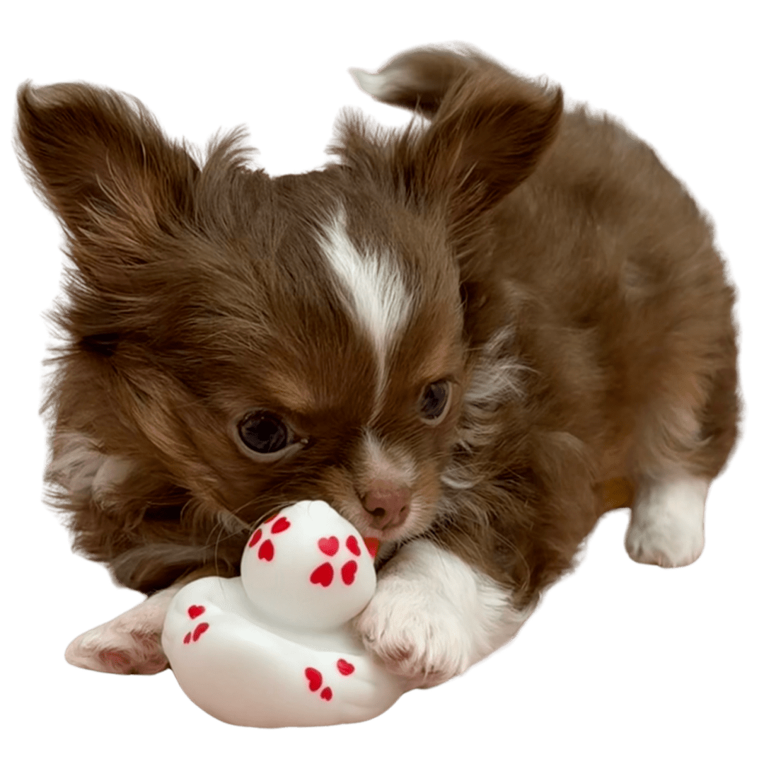 Small brown puppy playing with a white toy mouse.