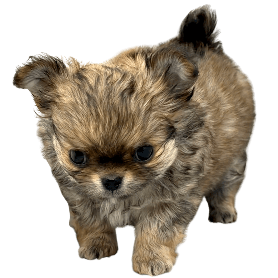 A small, fluffy brown puppy with big eyes.