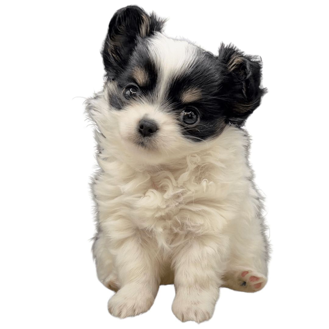 A fluffy black and white puppy sitting and tilting its head.