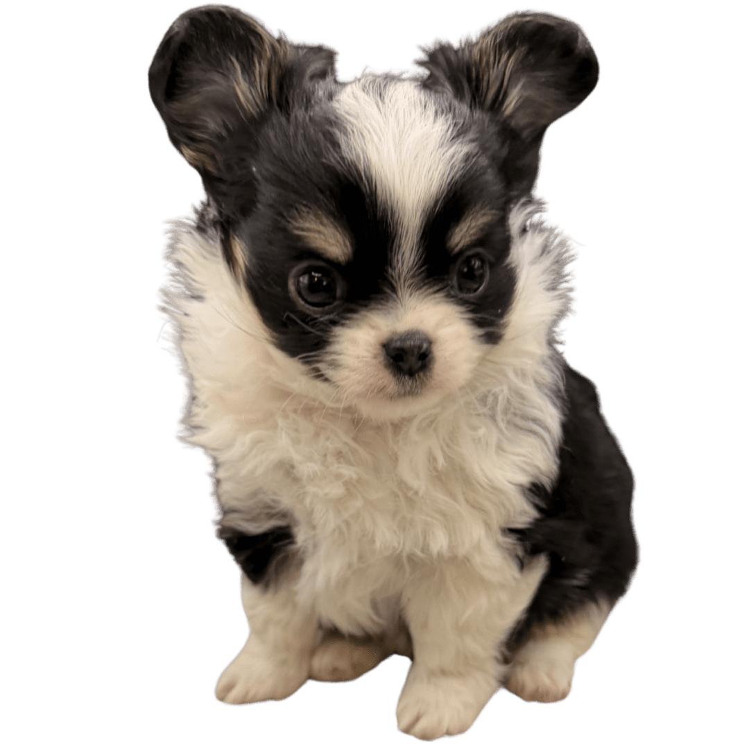 Small black and white fluffy puppy sitting.