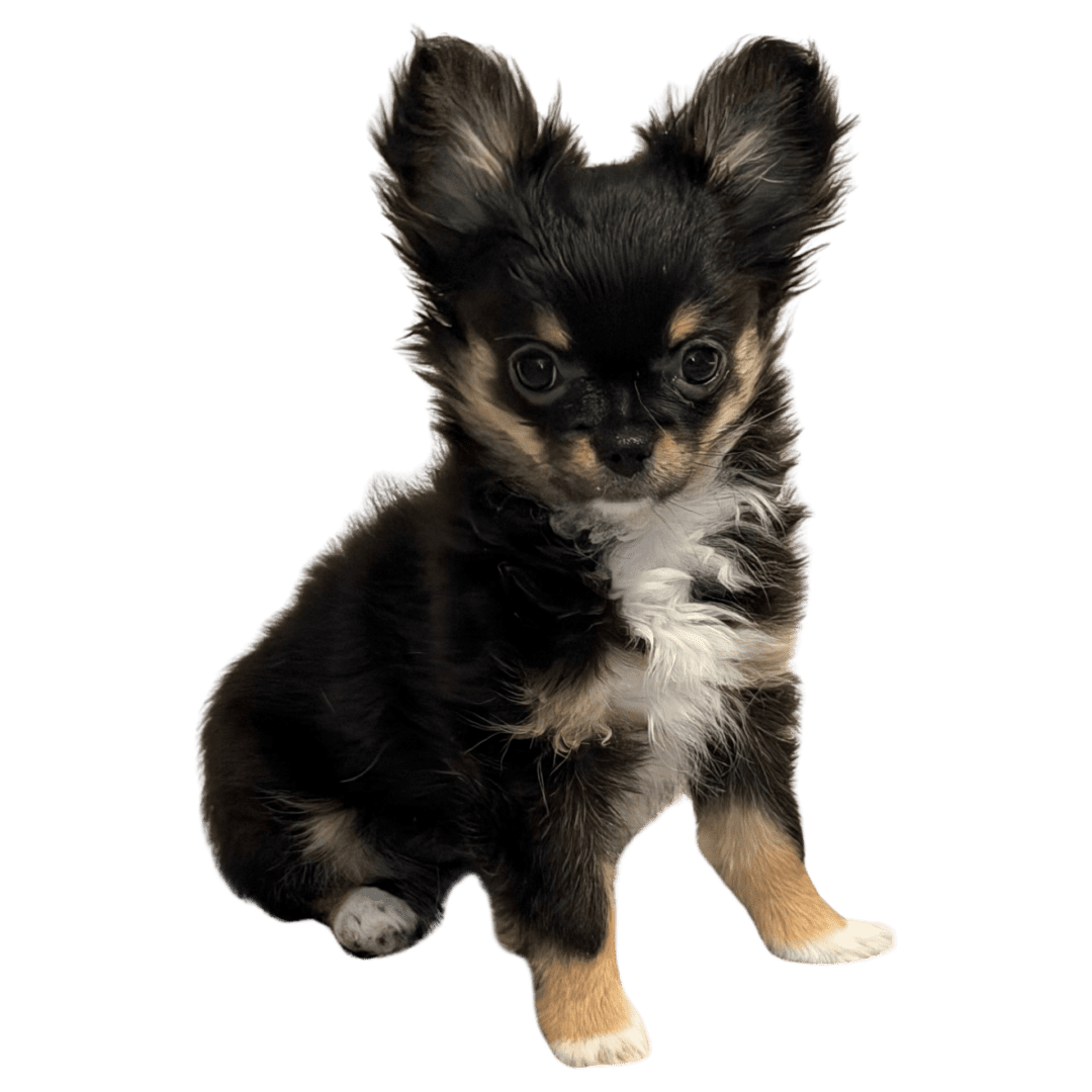 A small black and tan Chihuahua puppy sitting.