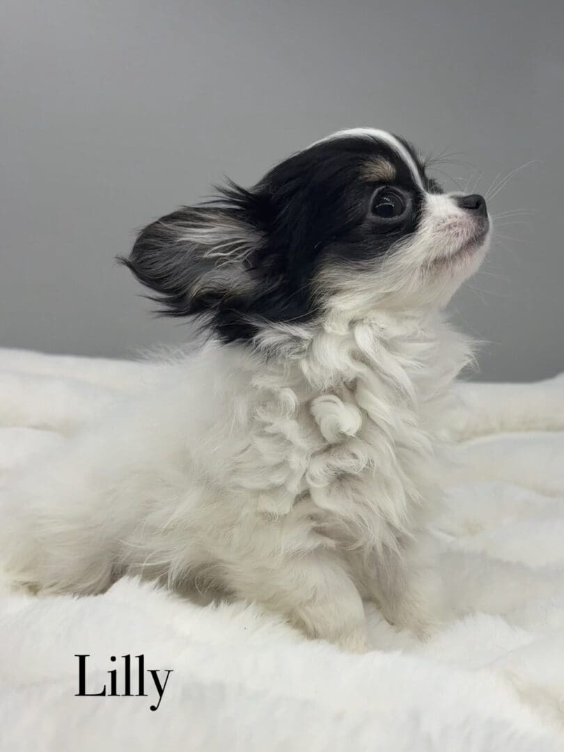 Fluffy black and white Chihuahua puppy looking sideways.