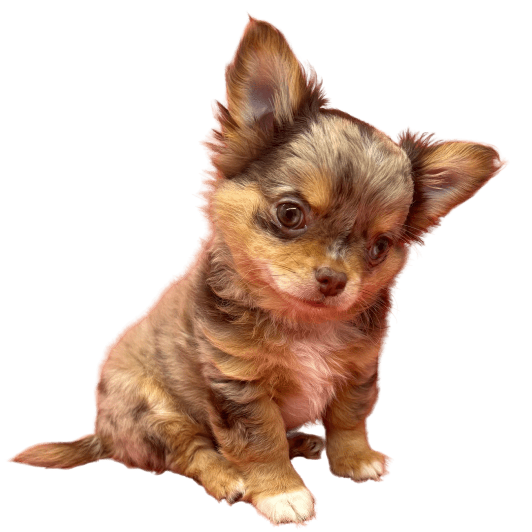 A small, adorable brown Chihuahua puppy sitting and looking down.