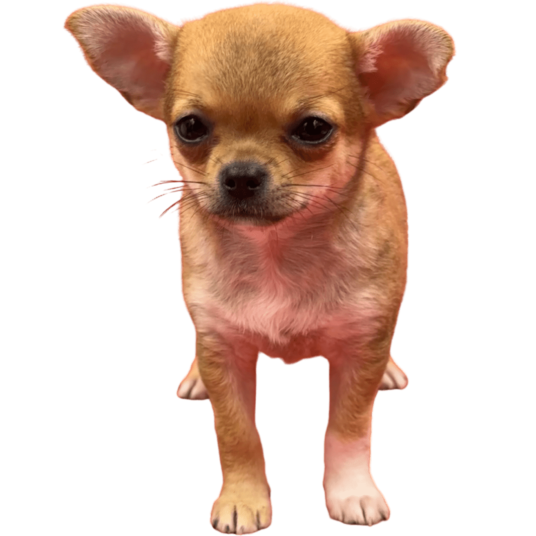 A small tan Chihuahua standing and looking forward.