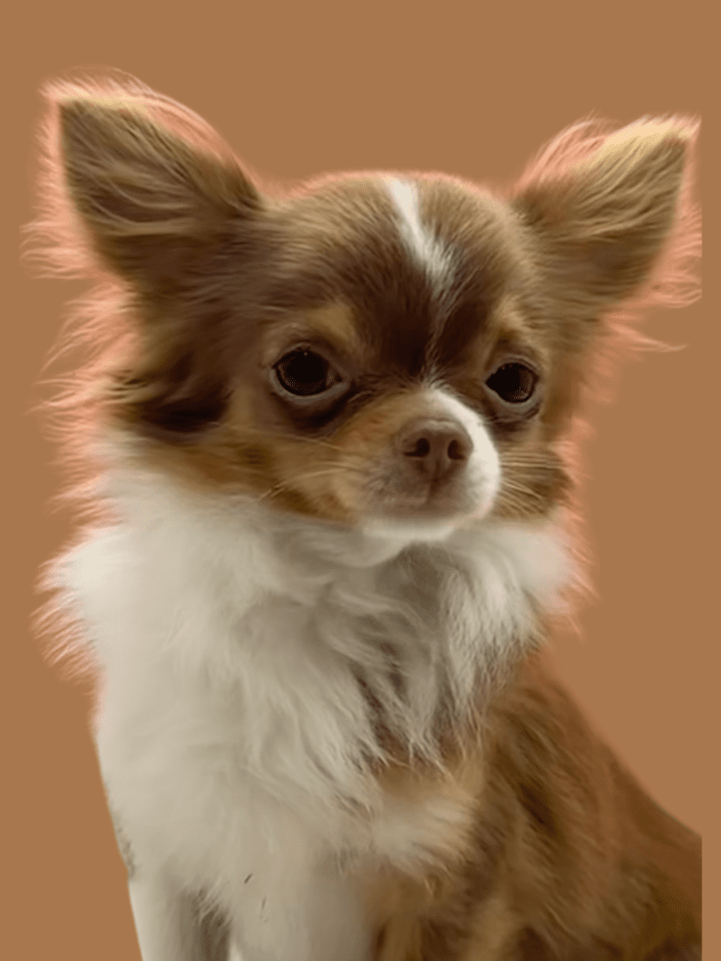 A small brown and white Chihuahua with fluffy fur.