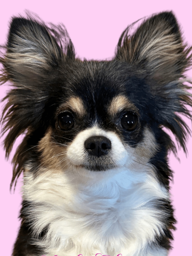 Close-up of a small black and white dog with large ears against a pink background.