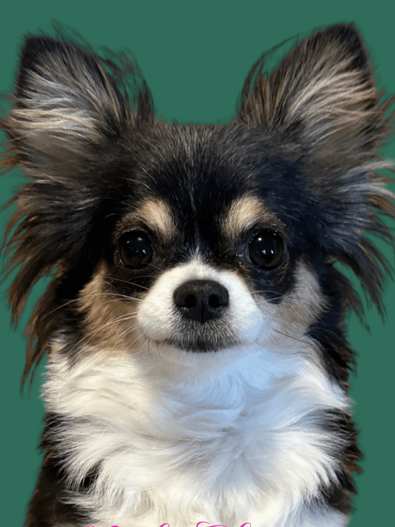 Close-up of a small black and white dog with large ears.