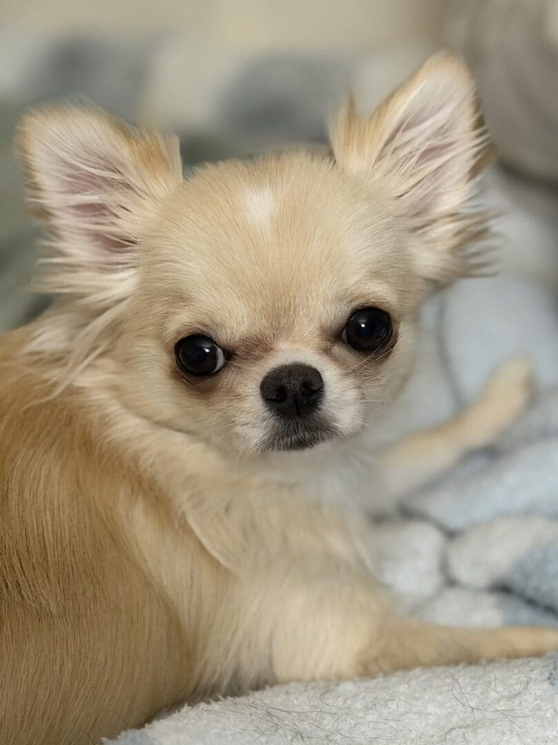 Close-up of a small, fluffy cream-colored Chihuahua looking at the camera.