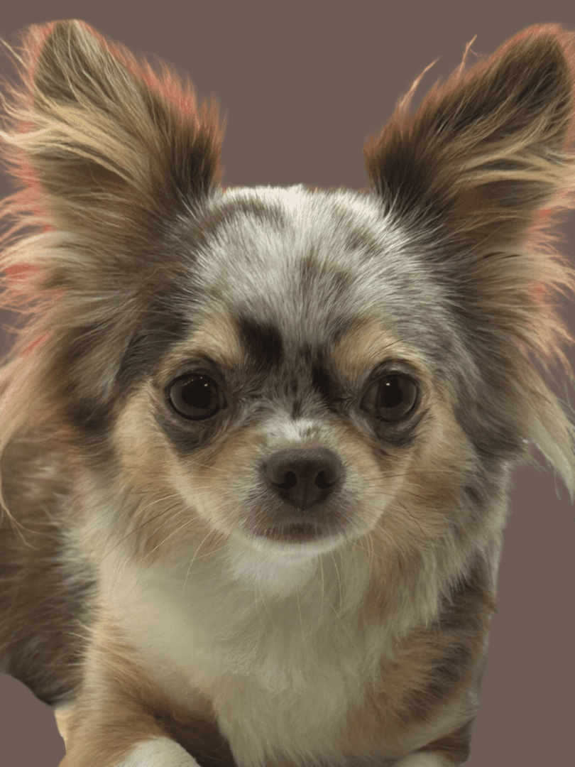 Close-up of a small, fluffy dog with large ears and expressive eyes.