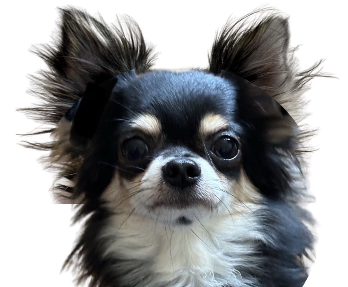 Close-up of a small black and white Chihuahua with fluffy ears.