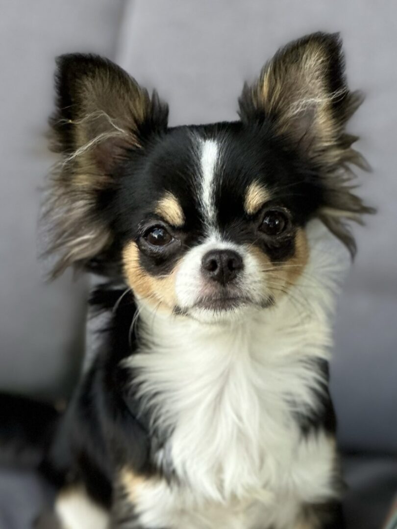 Close-up of a small black and white Chihuahua with expressive eyes.