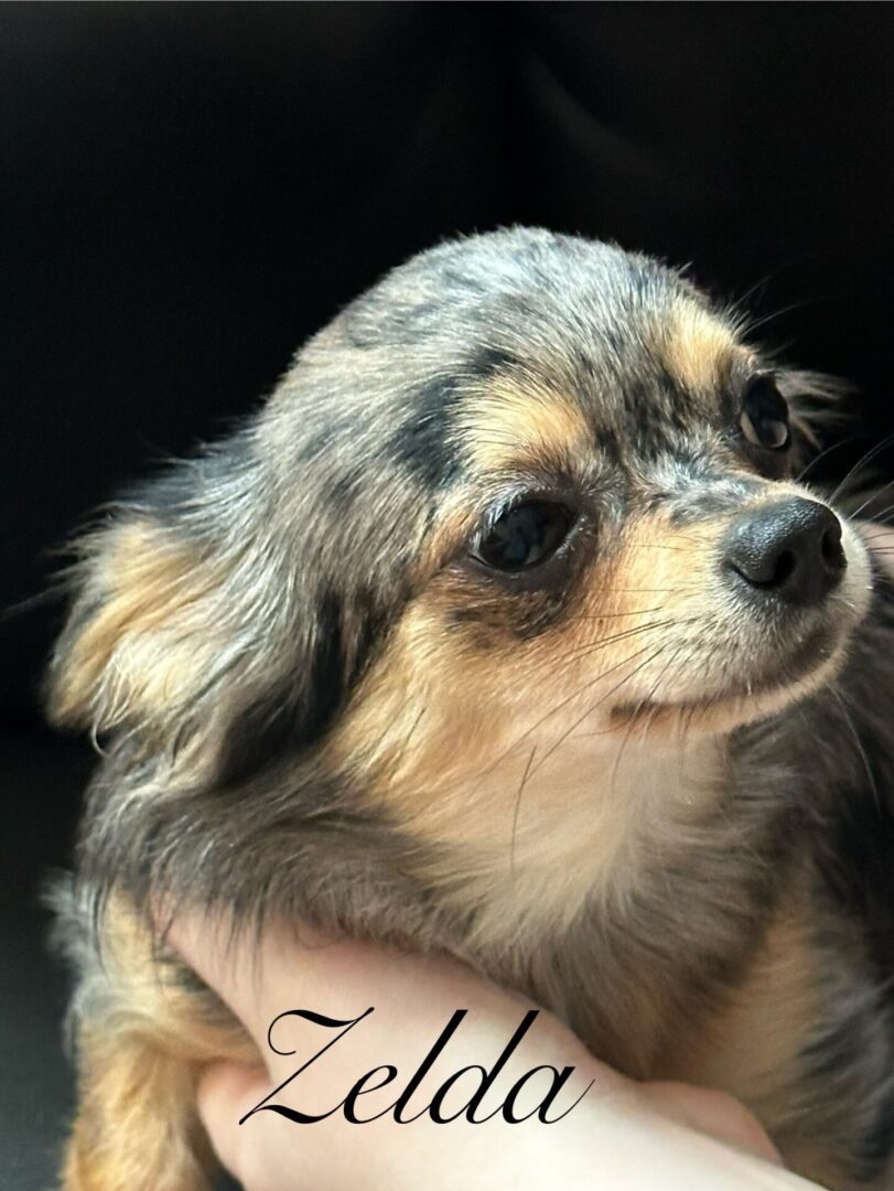 Close-up of a small, fluffy dog with a calm expression.