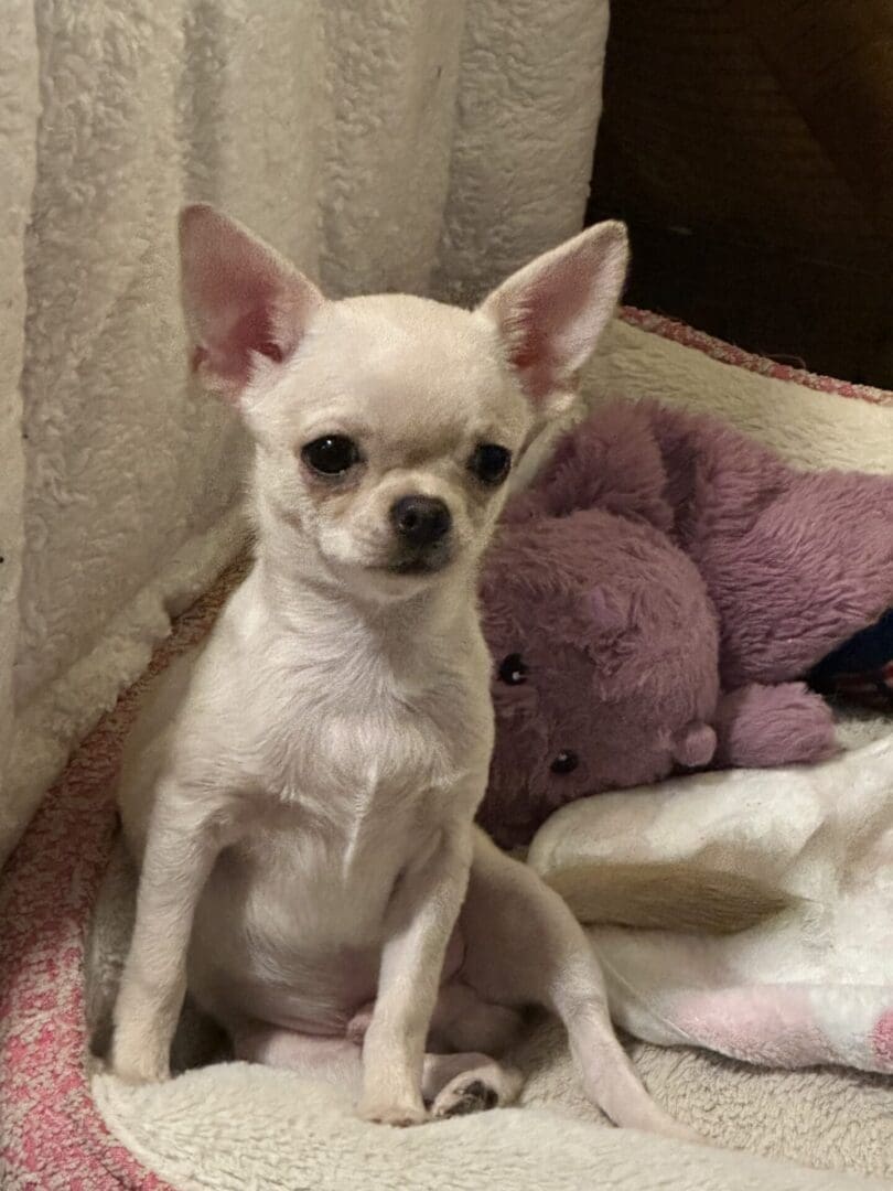 Small white Chihuahua sitting on a blanket beside a purple stuffed toy.