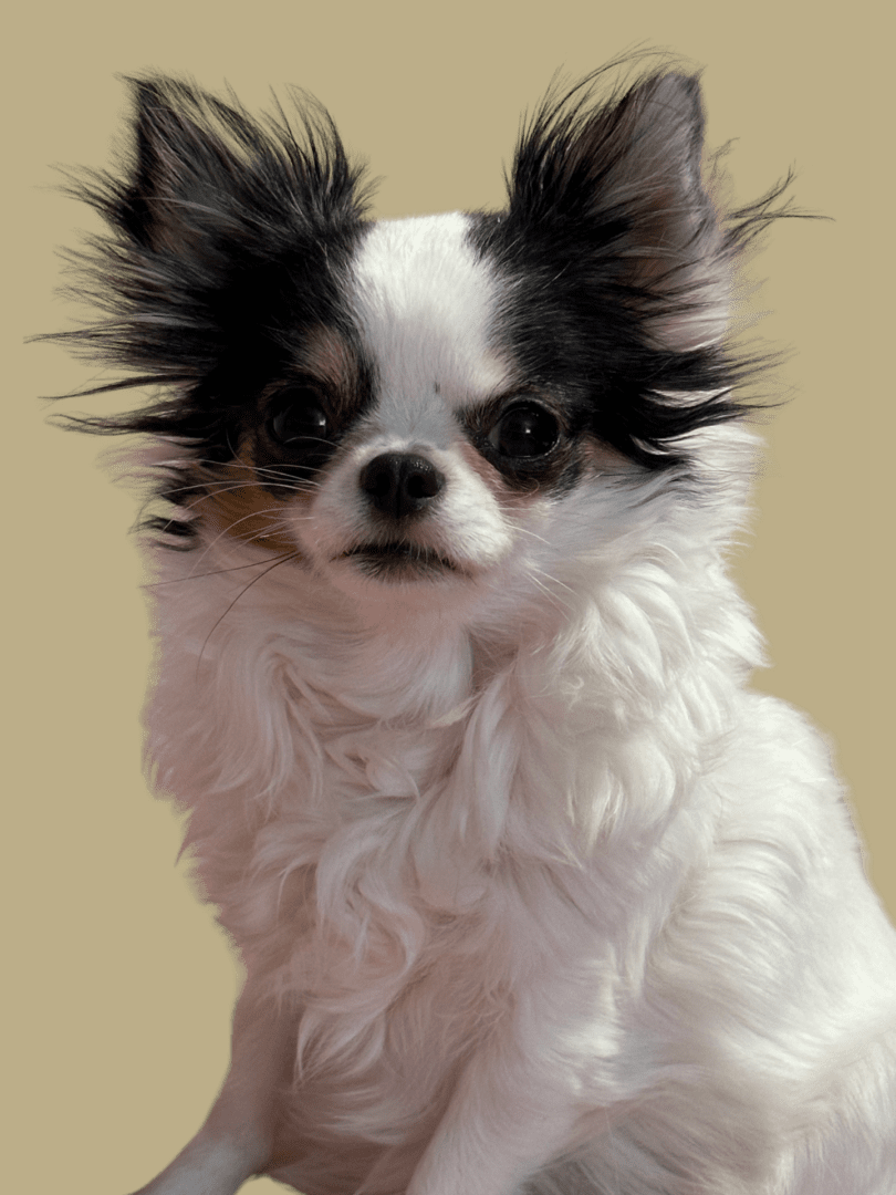 Fluffy black and white Chihuahua with perky ears.