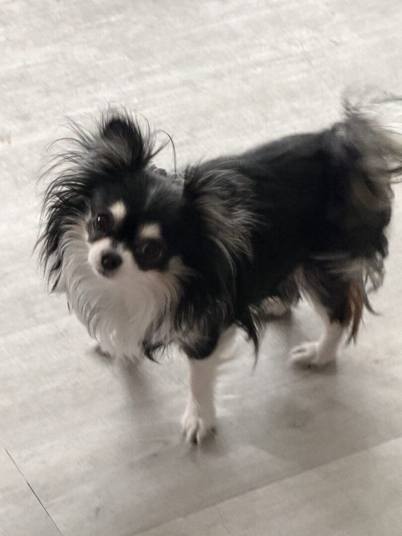 Small black and white long-haired dog standing on floor.