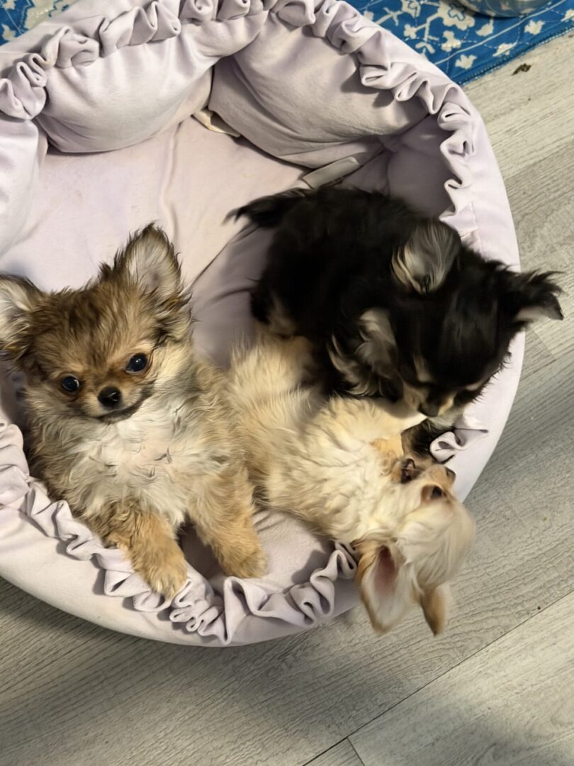 Three small puppies cuddling together in a cozy bed.
