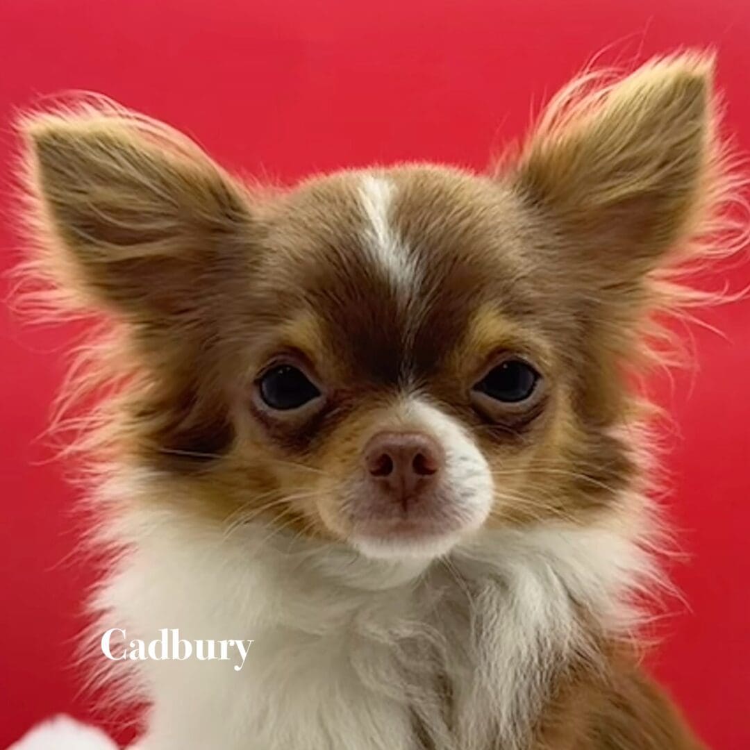 Close-up of a small brown and white Chihuahua against a red background.