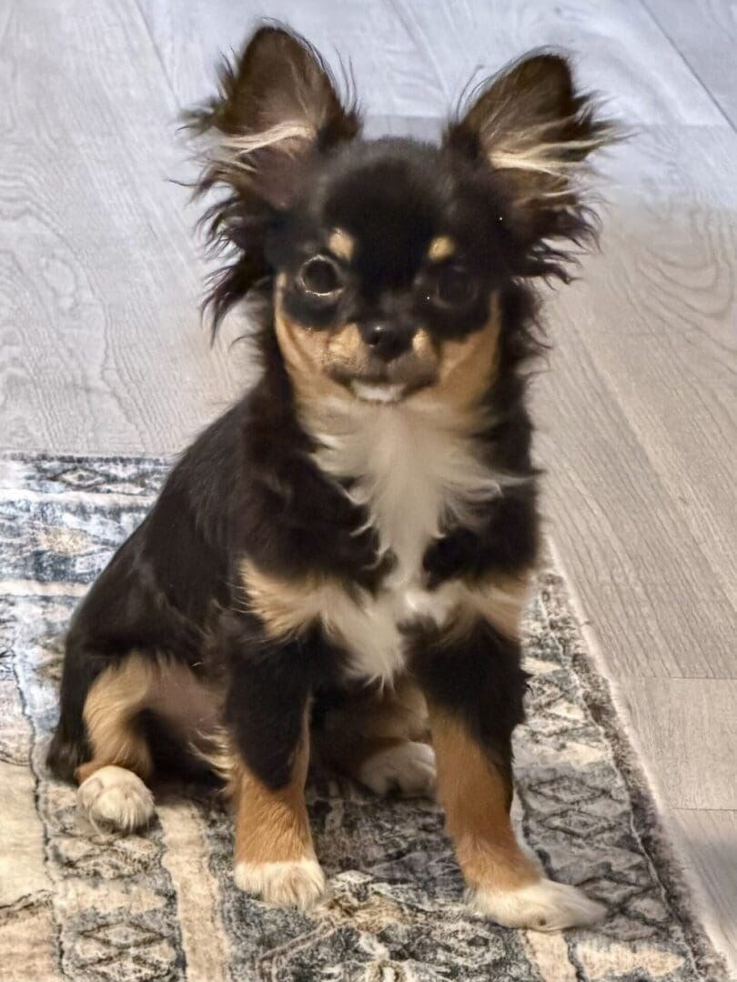 A small black and tan Chihuahua sitting on a rug indoors.