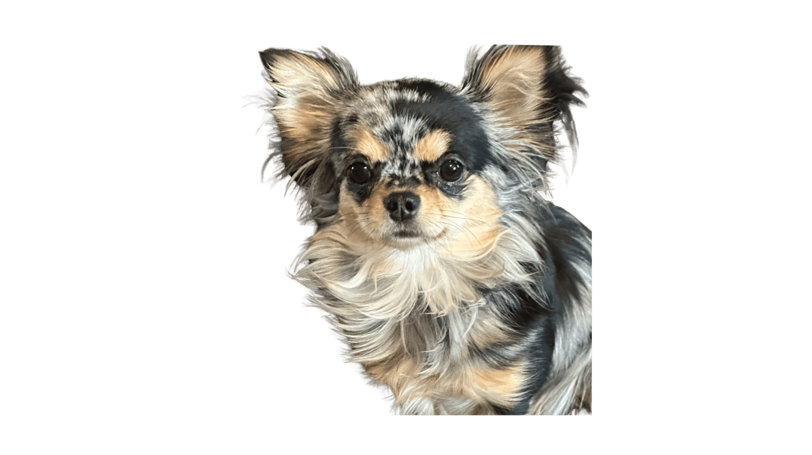 Close-up of a small, fluffy tricolor dog with expressive eyes.