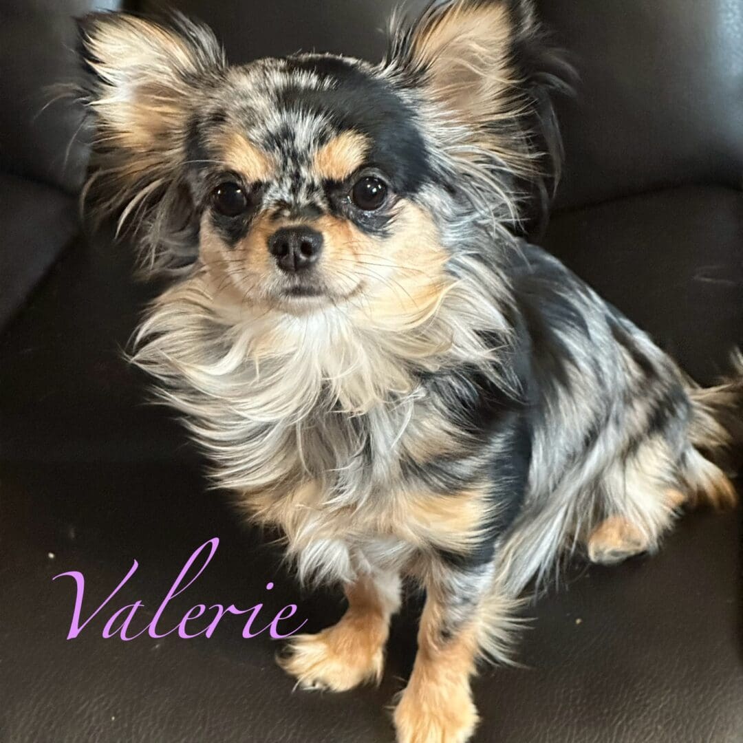 Small long-haired dog with a merle coat sitting on a dark leather couch.