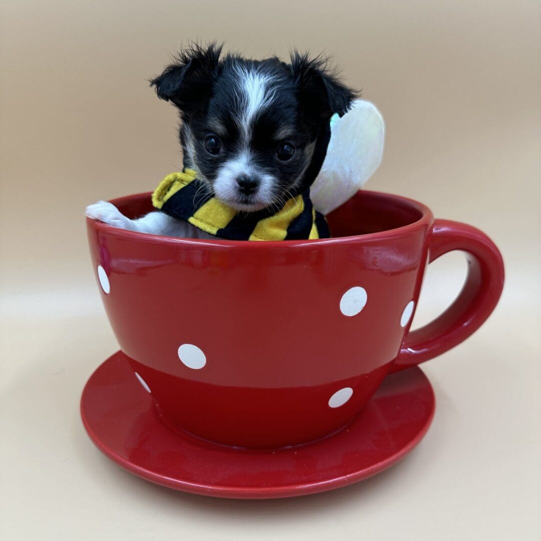 Tiny black and white puppy sitting inside a large red polka dot teacup.