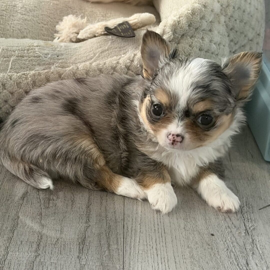 Small tricolor puppy lying on the floor