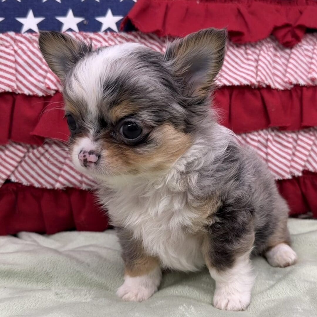 Tiny tricolor Chihuahua puppy by flag