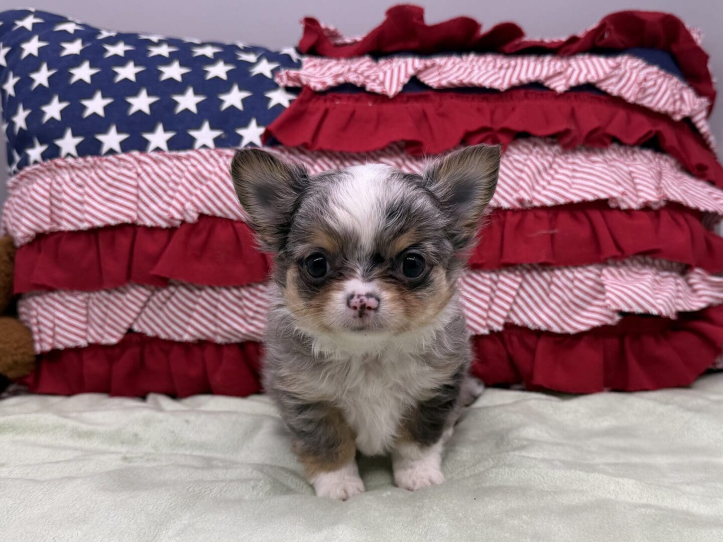Tiny tricolor puppy sitting before American flag pillow