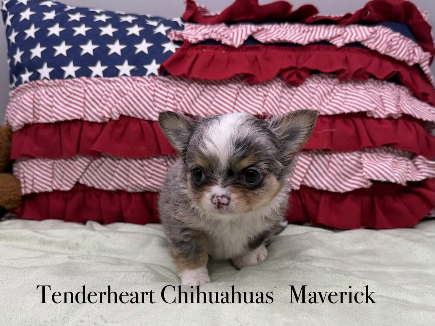 Small chihuahua puppy on patriotic ruffled pillow