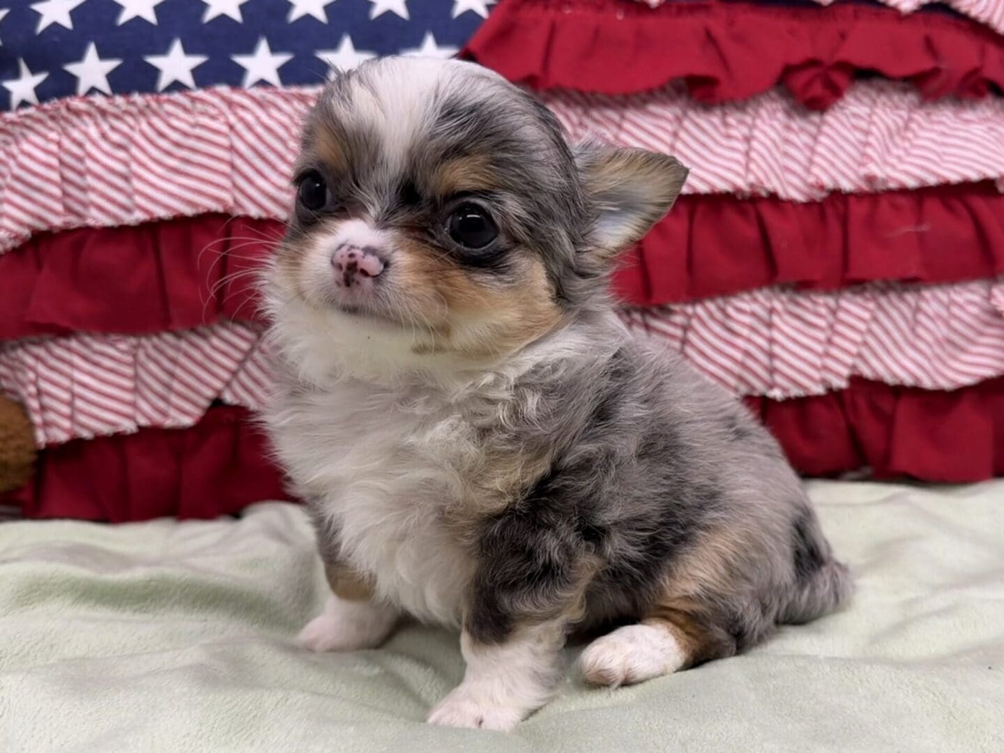 Small fluffy puppy with ruffled American flag background