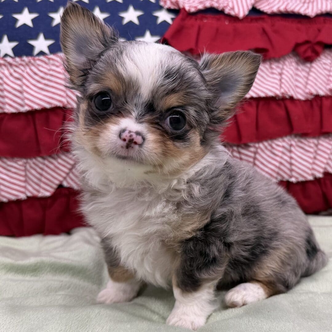 Adorable tricolor chihuahua puppy with American flag